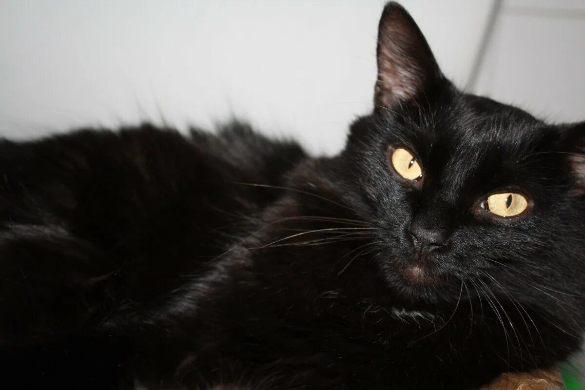 Порода кошек с черными глазами. Бомбейская порода кошек. Бомбейский кот длинношёрстный. Британская Бомбейская кошка. Чёрная кошка порода Бомбейская.