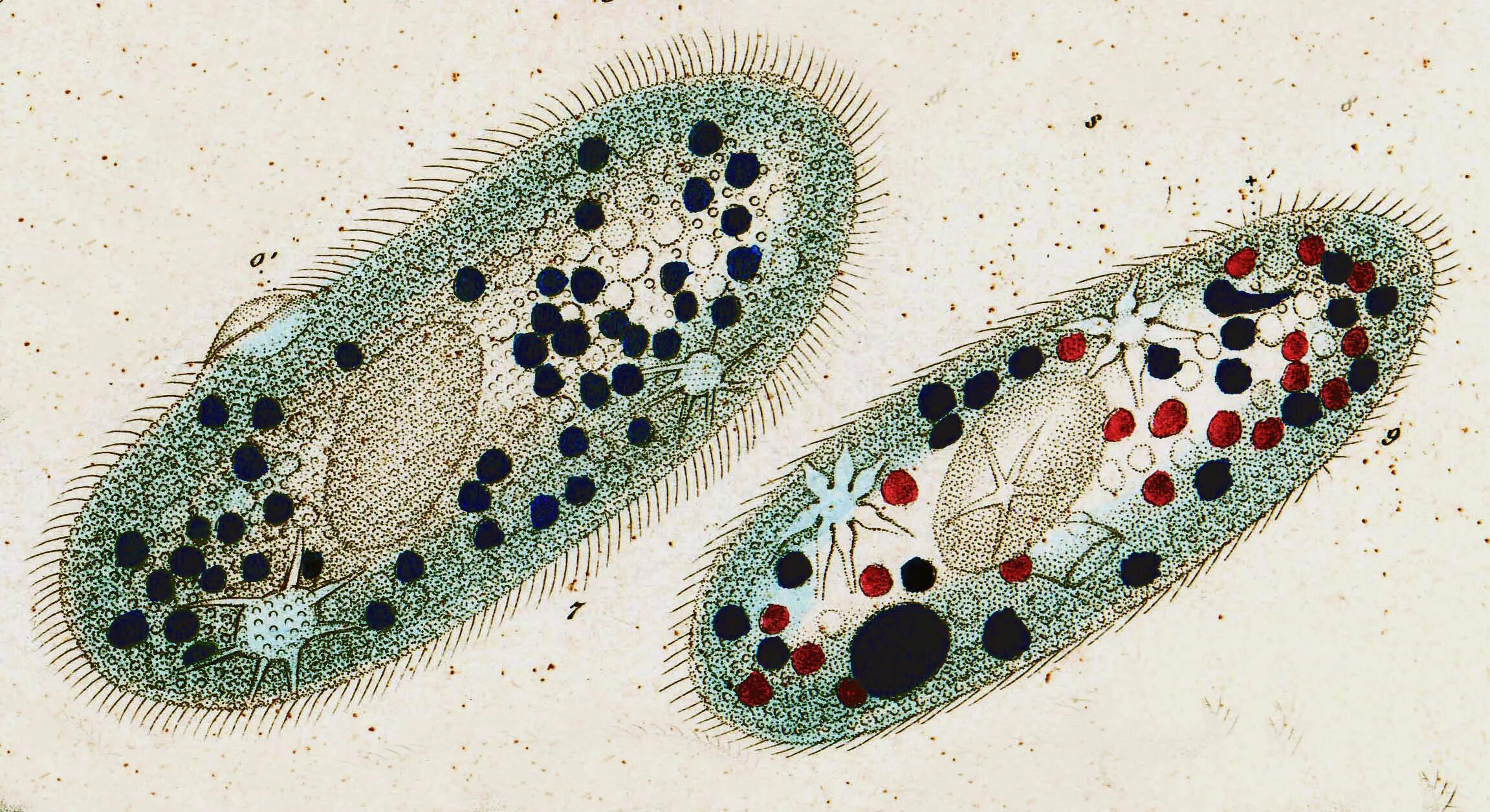 Инфузории Paramecium. Органоиды инфузория туфелька. Одноклеточные инфузория туфелька. Органоиды инфузории туфельки. Самое крупное простейшее