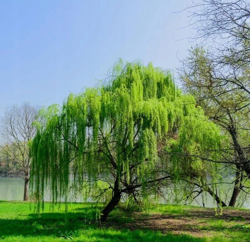 Ива Вавилонская (Salix babylonica). Ива белая плакучая. Ива желтокорая плакучая. Ива белая плакучая Тристис.