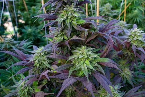Haze fruits