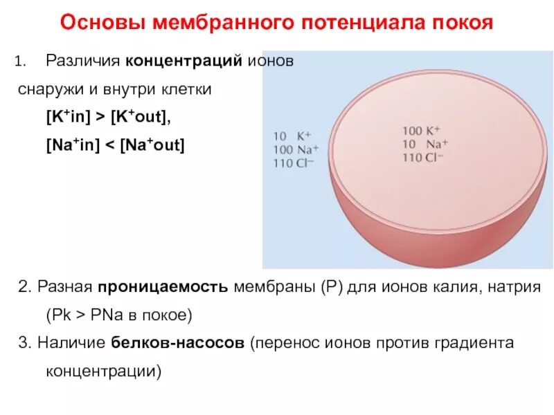 Концентрация натрия снаружи клетки. Мембранный потенциал клетки. Внутриклеточные ионы. Концентрация натрия внутри и снаружи клетки. Концентрация ионов хлора внутри клетки.