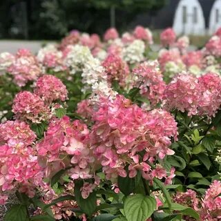 Фото гортензии мэджикал