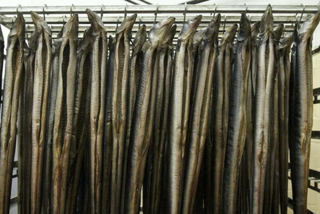 Склад рыбы. Рыбная витрина выкладка. Куда сдать рыбу. Чебак иссык-кульский. Рыба в ассортименте.