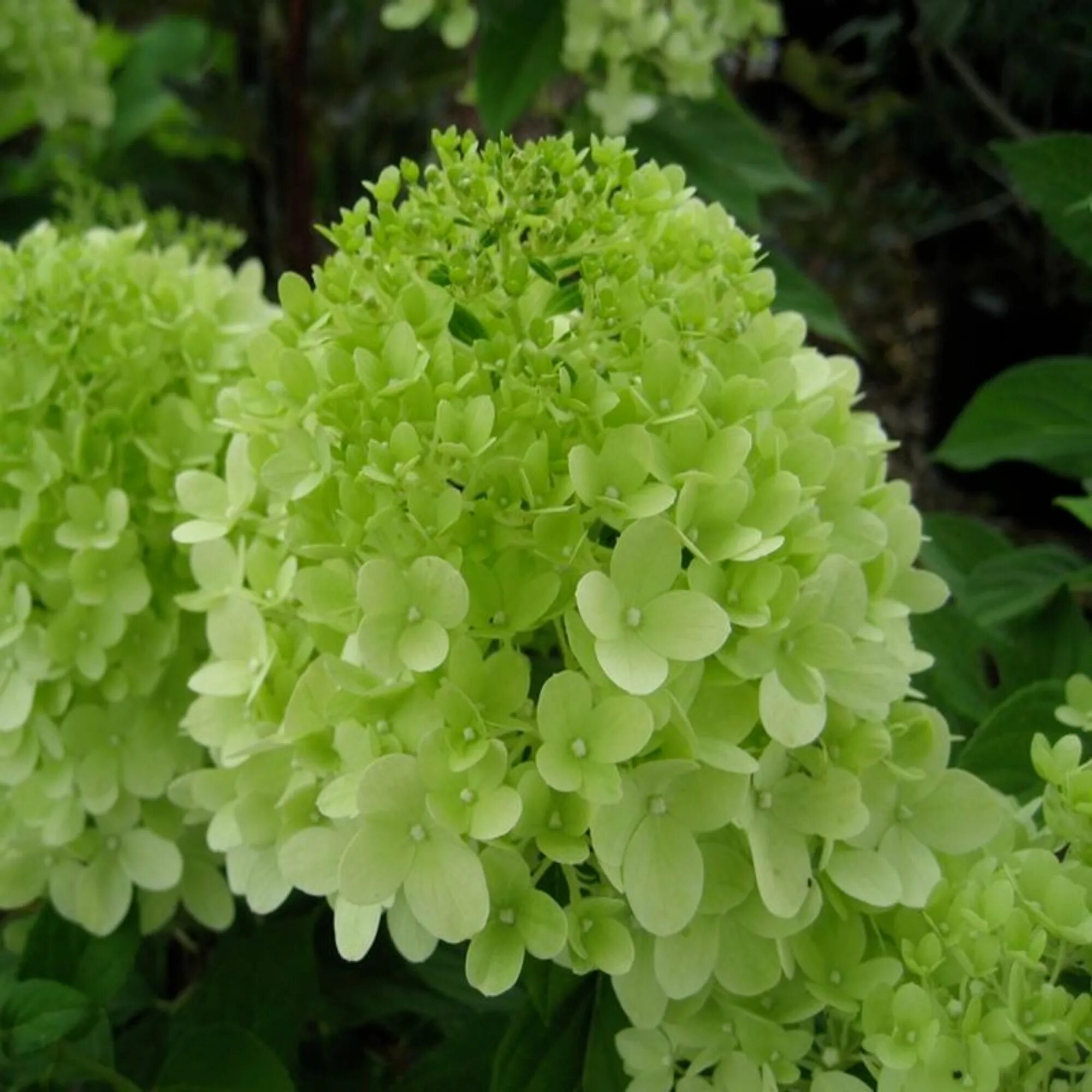 Hydrangea paniculata little. Hydrangea paniculata little