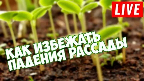 Рассада начала падать что делать
