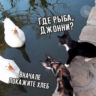 Куда несет