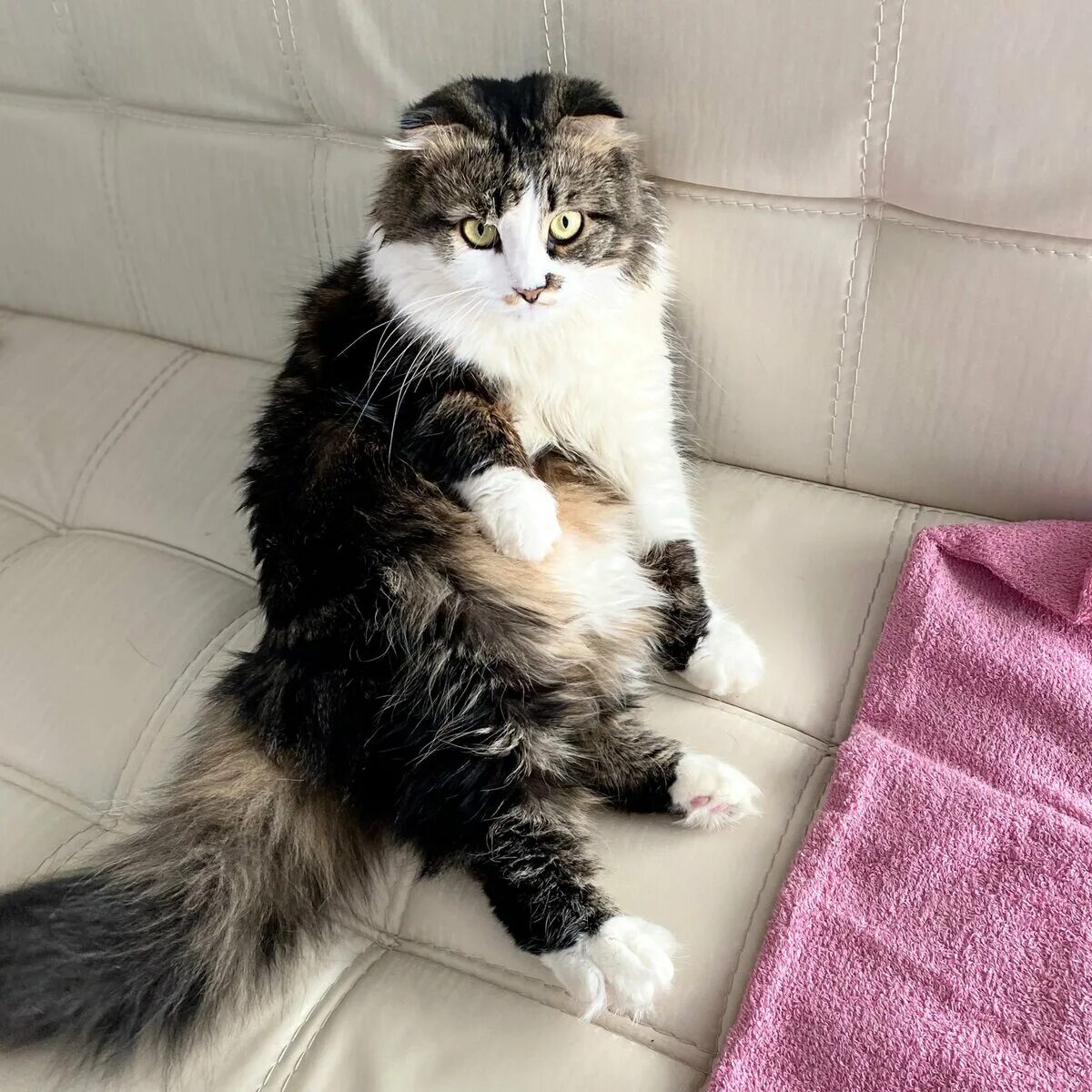 Кузяка. Кузяка дзен кот. Кузяка мем. Кузяка кот новое. Кузяка обнимака дзен.