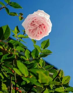 Nature rose