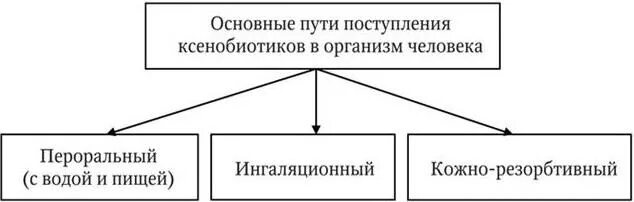 Общая схема процесса биотрансформации ксенобиотиков Lektsia_2 презентация