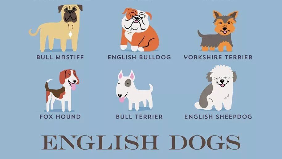 Породы собак названия. Английские собаки. Породы собак с фотографиями и названиями. Английские породы собак. Скажи по английски собака