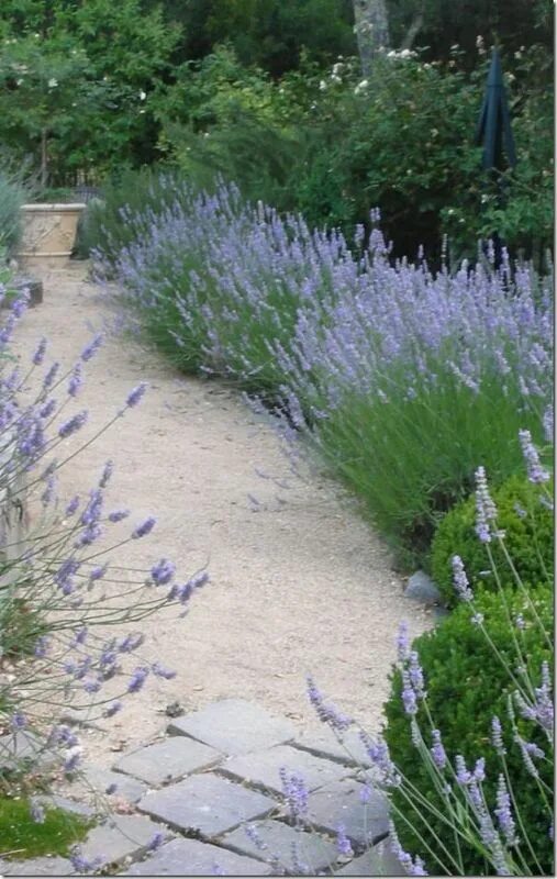 "My Path in Life" Cottage garden, Cottage garden design, Lavender garden