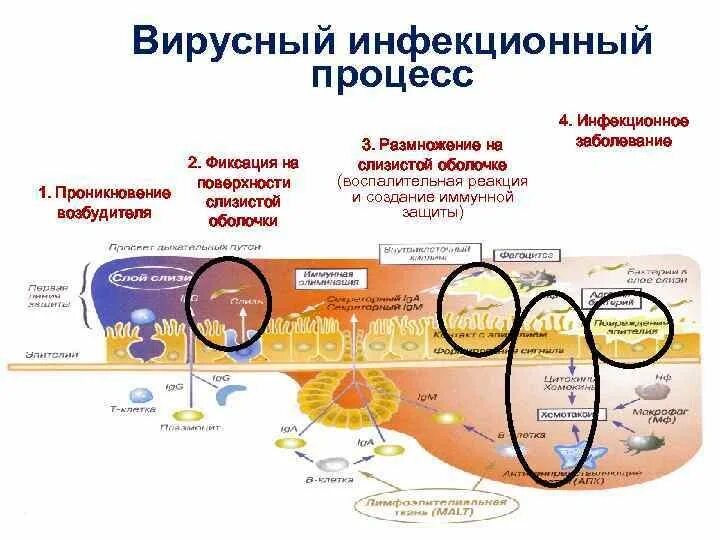 Фазы инфекционного процесса. Фазы развития инфекционного процесса. этапы инфекционного процесса. основные этапы инфекционного процесса. этапы инфекционного процесса микробиология.