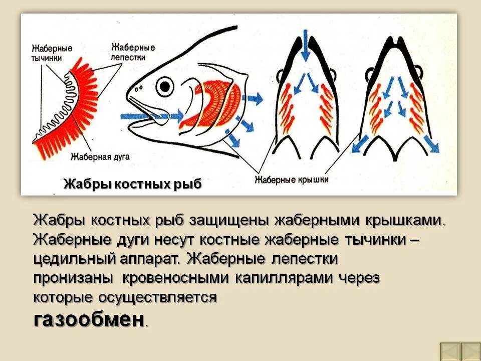 Характерные признаки типа жаберных щелей. Дыхательная система система костных рыб. Дыхательная система костных рыб схема. Жабры рыбы строение и функции. Жаберный аппарат костистой рыбы.