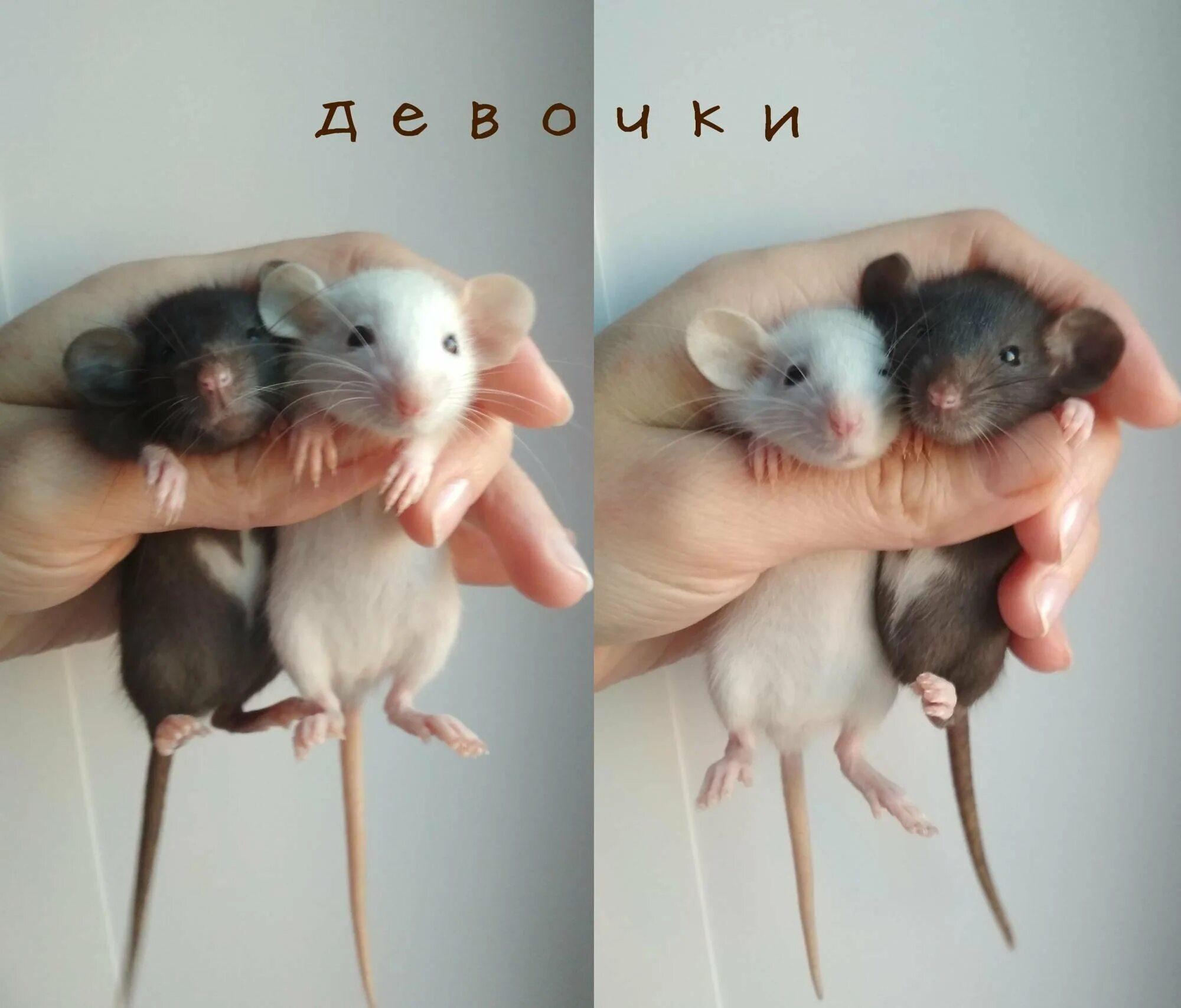 Голубая декоративная крыса дамбо. Можно ли крысам дамбо. Сиамские крысята дамбо. Можно ли крысам дамбо. Декоративная крыса дамбо.