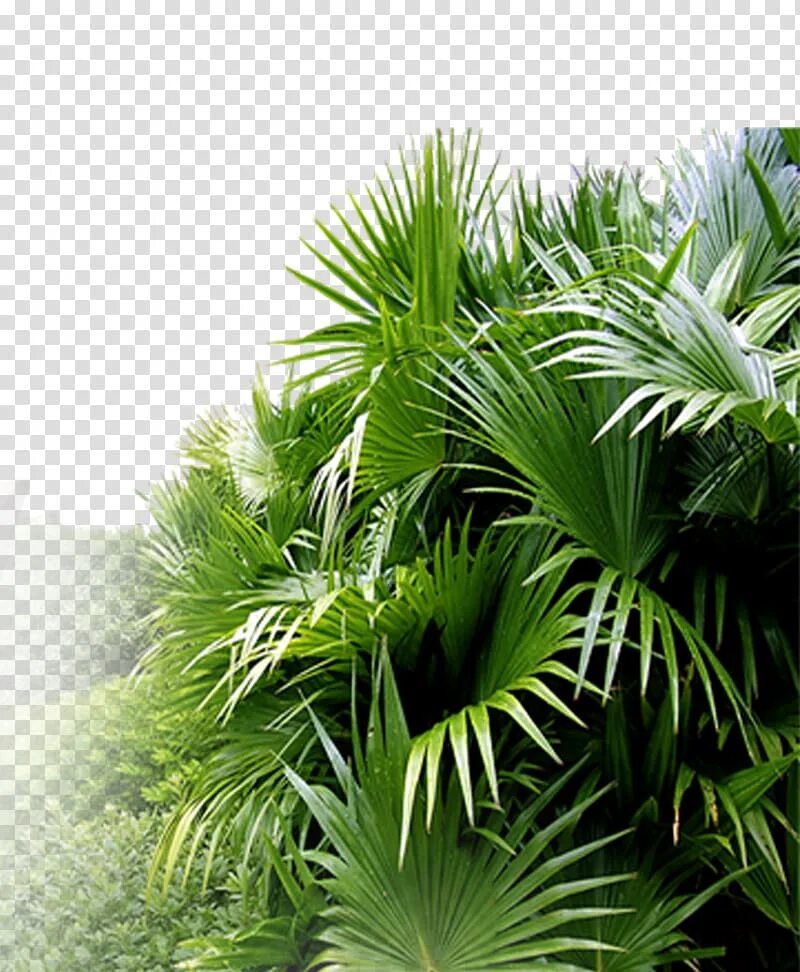 Tropical plant. Тропические растения. Тропические кусты. Пальма куст. Тропические растения на белом фоне.