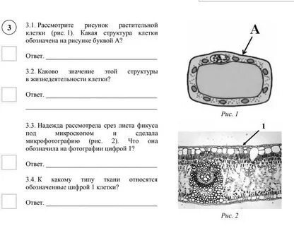 Рассмотри рисунок растительной клетки какая структура клетки обозначена на рисунке буквой г