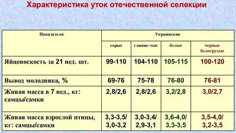 Характеристика уток