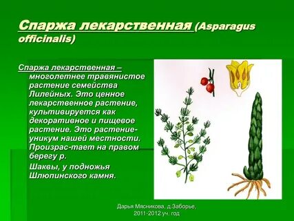 Спаржевые класс