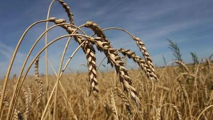 Пшеница 1 класса. Сельское хозяйство алтайского края зерноводства. Шип пшеницы. Пшеница в канаде. Алтайская пшеница.