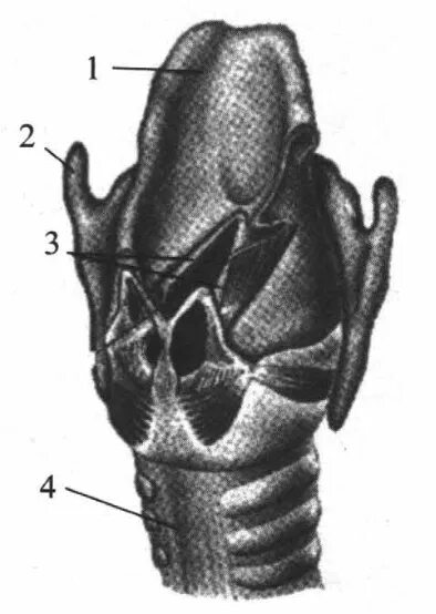 На рисунке изображено строение гортани выберите две