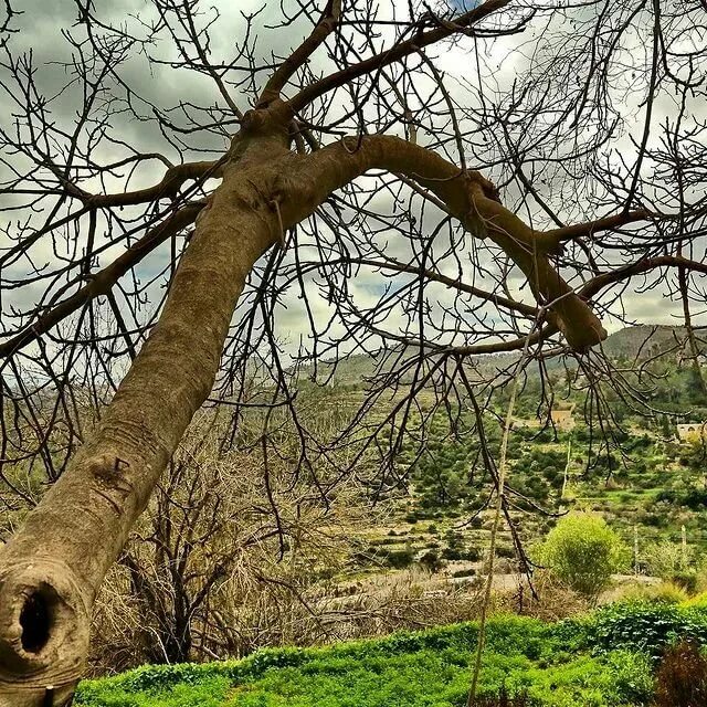 Иисус проклял смоковницу. Кайрагач дарахти. Фейка смоковница. Бесплодная смоковница дерево. Смоковница в иерусалиме.