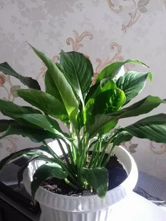 Карликовый спатифиллум
