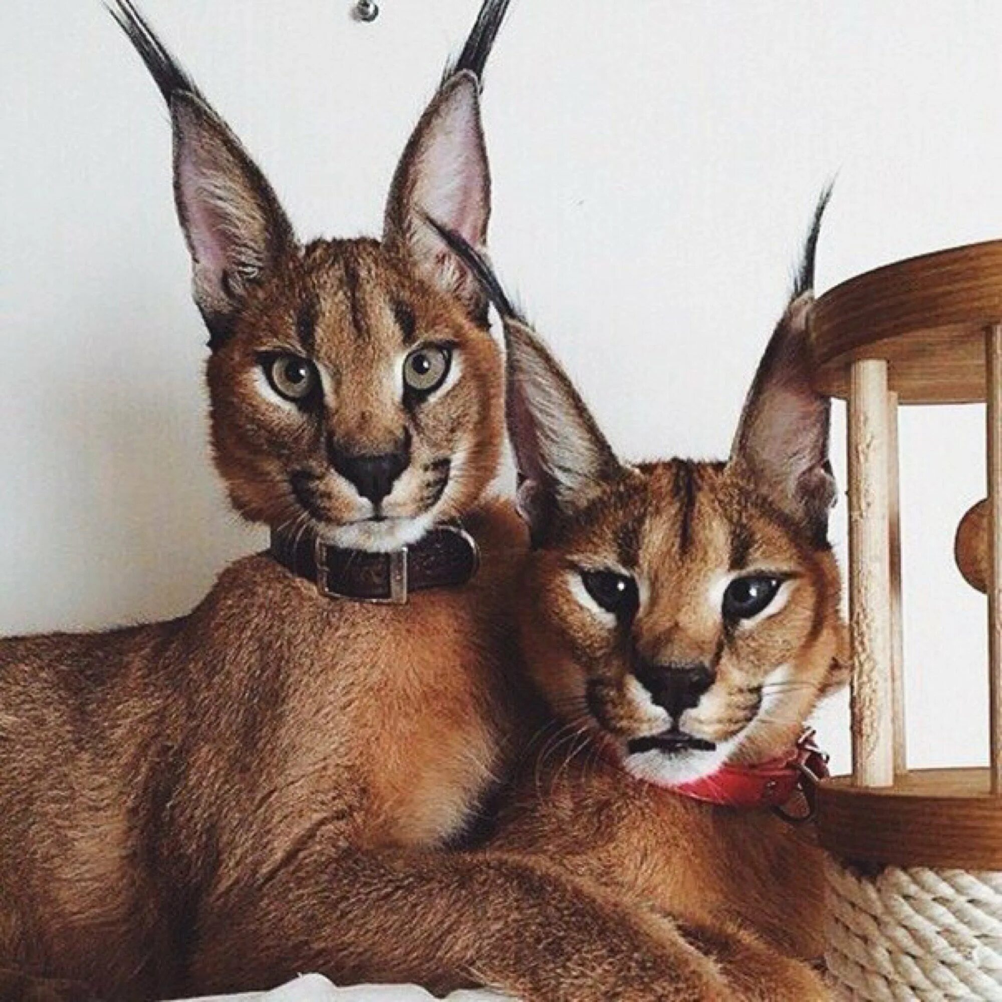 Степная кошка каракал. Каракал шлепа. Каракал рысь пума. Рысёнок каракал. Рысь каракал.