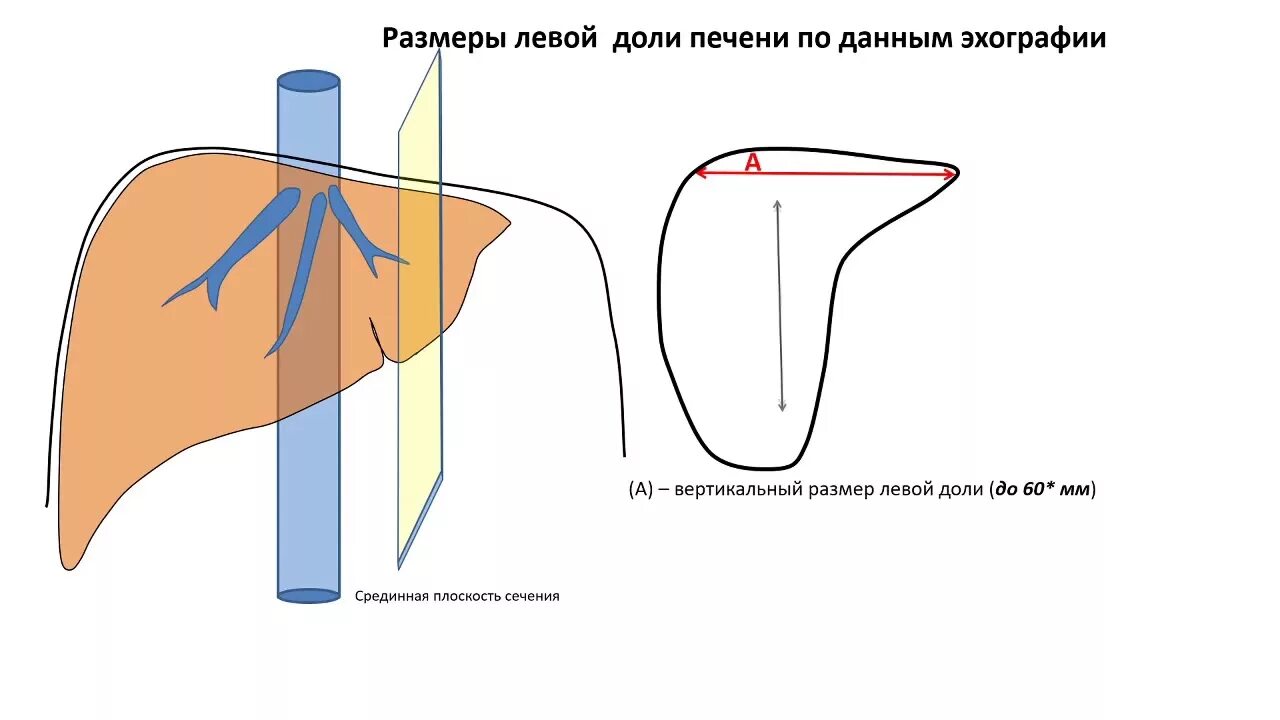 Какой размер печени у человека