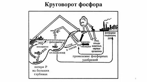 Схема превращения фосфора