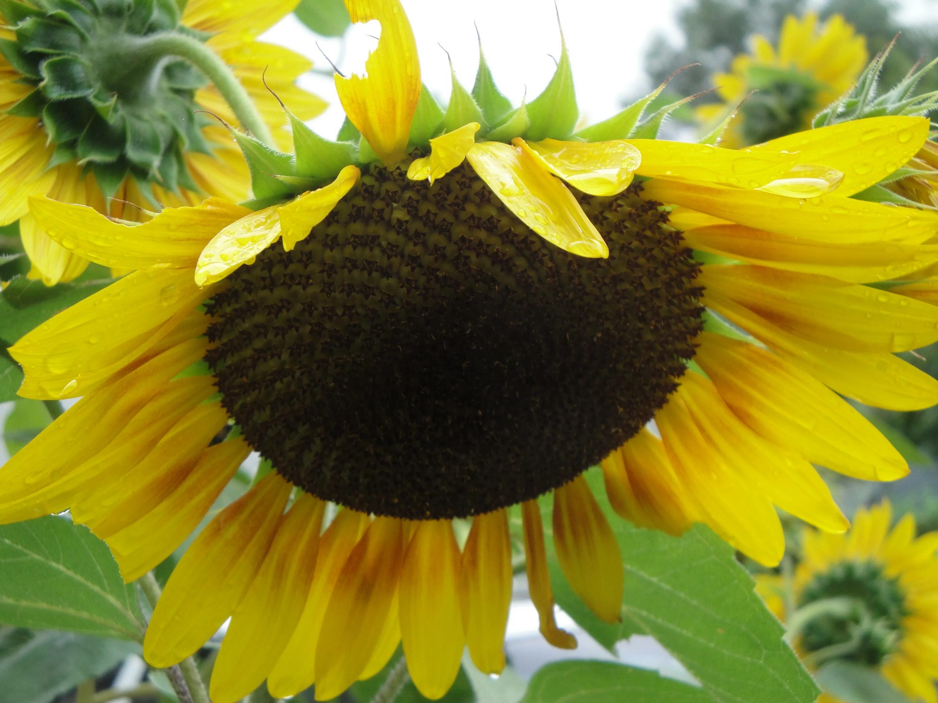 Горох подсолнух. Целсо штрубе подсолнечник. Подсолнухи на фоне неба. Семена гороха подсолнуха. Гибрид эдванс подсолнечника.