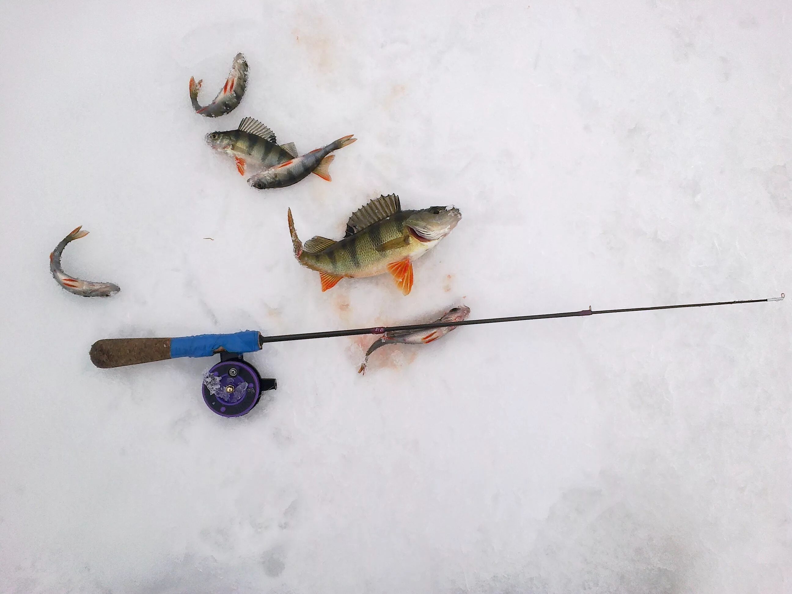 Отчеты о рыбалке в могилеве. Отчеты о рыбалке в могилеве. Отличный денек для рыбалки. Отчеты о рыбалке в могилеве. Рыболовство в беларуси.