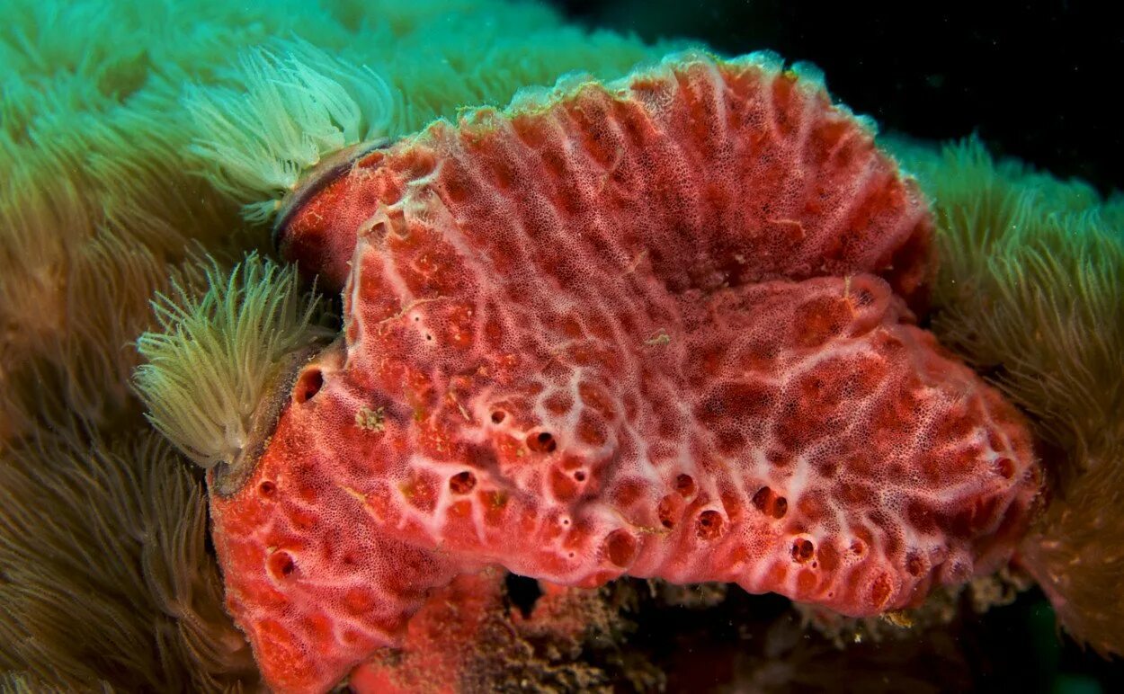 Губка clathrina coriacea. Губки porifera spongia. Известковые губки. Амфимедон губка. Губки porifera spongia.