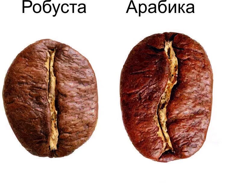 Сорт арабика и робуста. Зерно Арабика и Робуста разница. Зерна Робуста и Арабика отличия. Кофе Арабика и Робуста. Арабика Робуста разница.