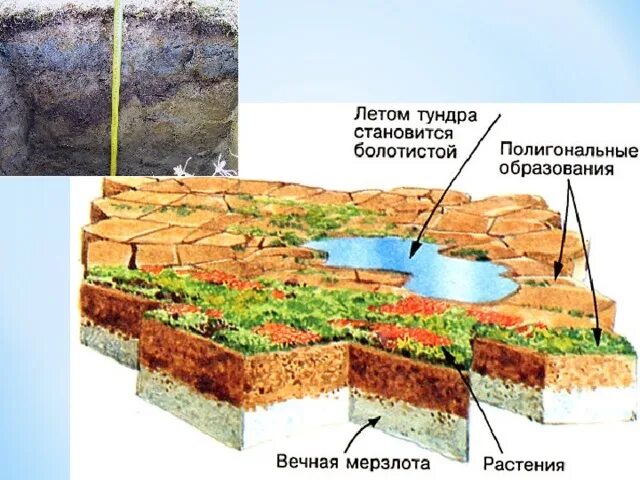 Тест северные безлесные зоны 8 класс. Мохово растительный слой.