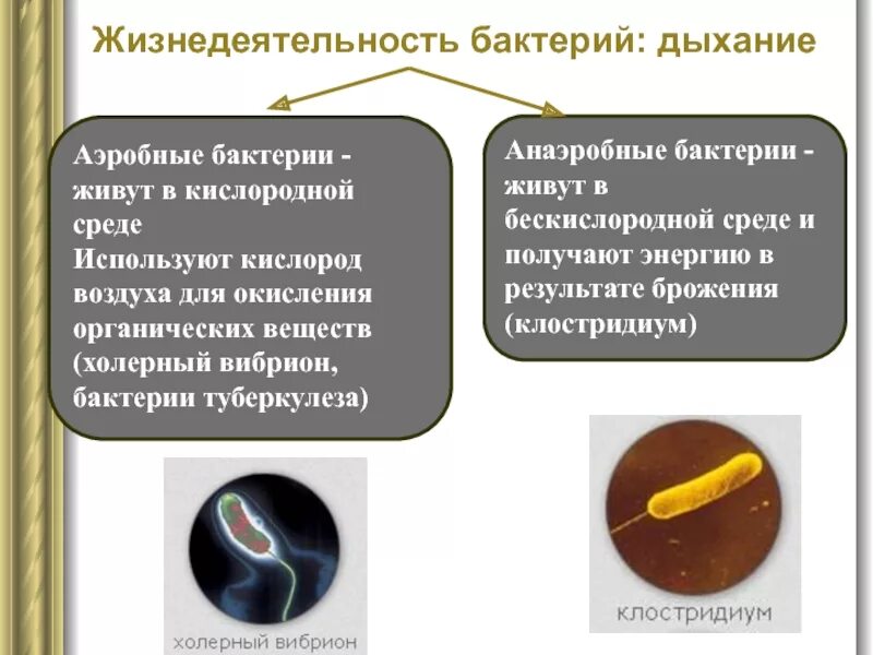 Жизнедеятельность бактерий. Особенности процессов жизнедеятельности бактерий. Бактерия в бескислородной среде. Жизнедеятельность бактерий дыхание.