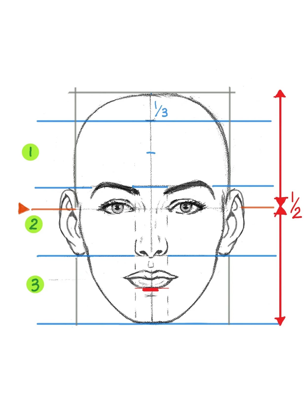 Строю какое лицо. Схема построения лица. Построение лица. Построение лица рисунок. Разметка лица для портрета.