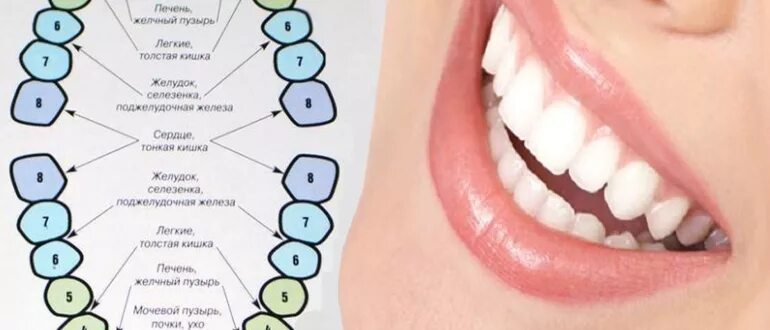Связь зубов с органами. Зубы и органы взаимосвязь. Взаимосвязь зубов и внутренних органов. Зубы и внутренние органы.