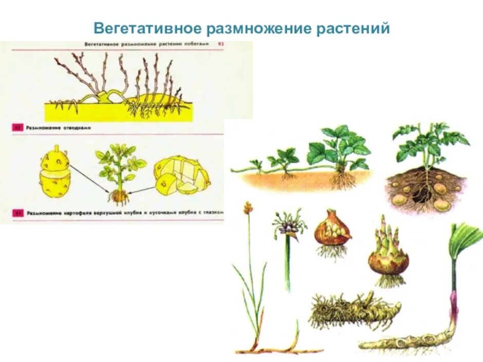 Способы вегетативного размножения растений рисунки. Вегетативное размножение растений схема. Способы вегетативного размножения рисунок. Вегетативное размножение у однодольных. При вегетативном размножении используются