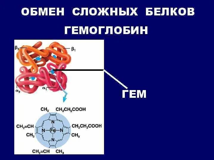 Простые и сложные белки биохимия. Обмен простых и сложных белков биохимия. Схема классификации белков. Обмен сложных белков биохимия.