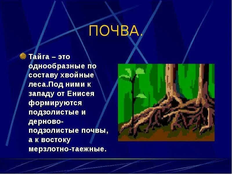 Какая почва в тайге 4 класс. Тайга климат почва. тайга климат почва растительный и животный мир. почвы и растительность тайги. почвы природной зоны тайги в россии.