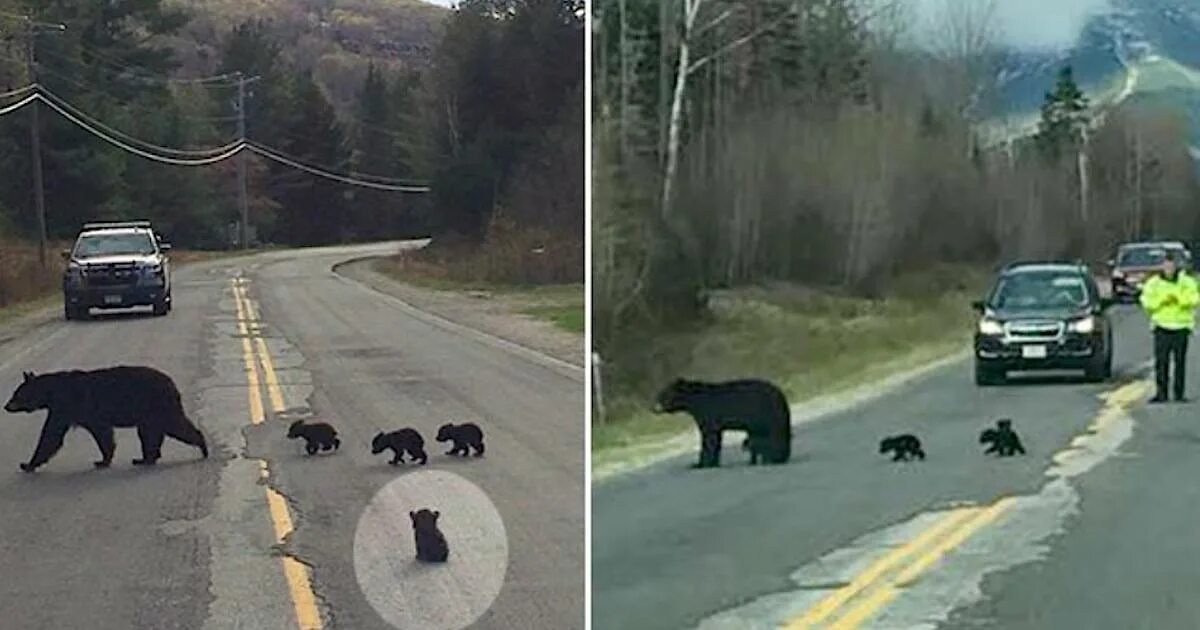 Медведь через дорогу. Медведь на дороге. Медведи перихо дят дорогу. Медведица переводит через дорогу медвежат. Видит медведь машина горит