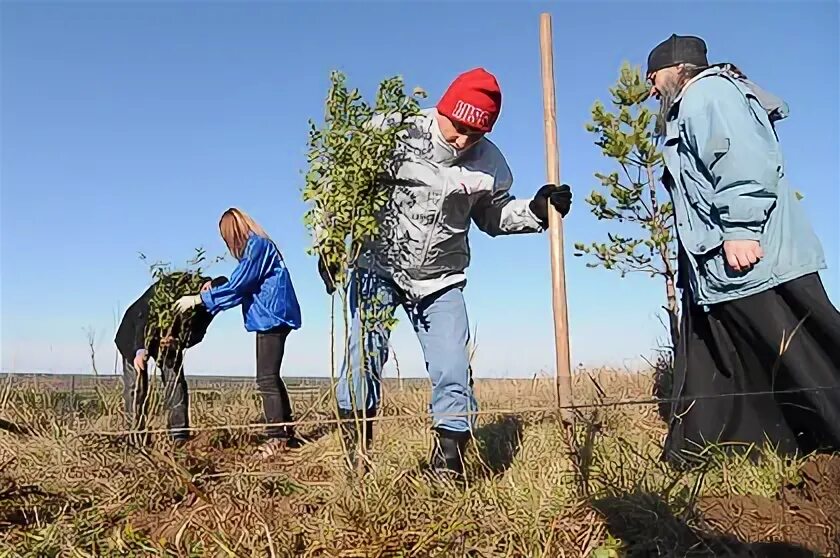 9 кустов. 9 кустов. Искусственная зелень ива. 9 кустов. Джанкой агроном.