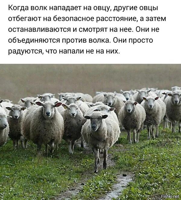 Всю жизнь овца волков. Шутки про овец. Цитаты про овец. Про овцу высказывание. Стадо Баранов.