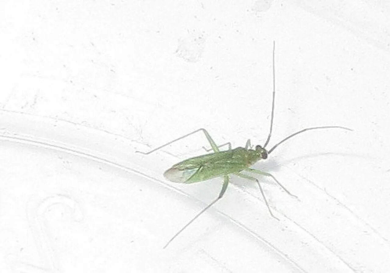 Bug ever
