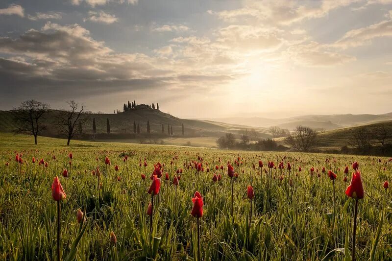 Tulips in the Mountains.