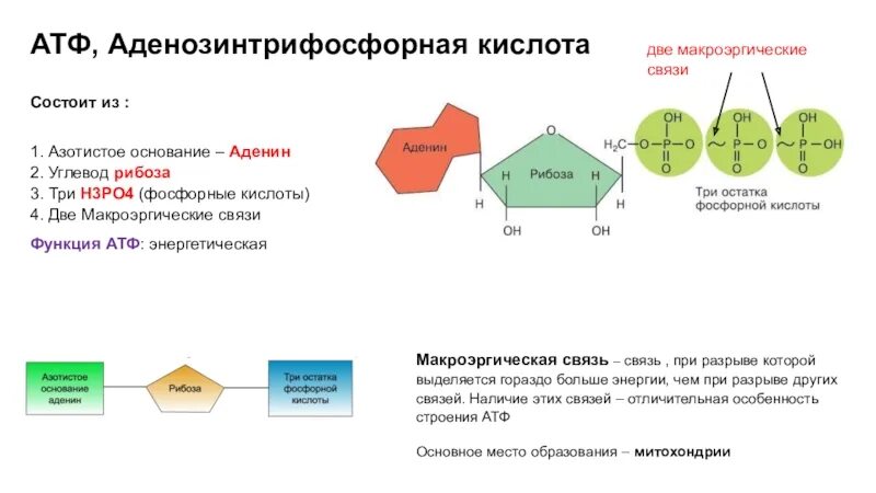 Атф состоит из остатков. Функции АТФ биология. Рибоза в АТФ. В АТФ содержится макроэргических связей. Строение АТФ таблица.