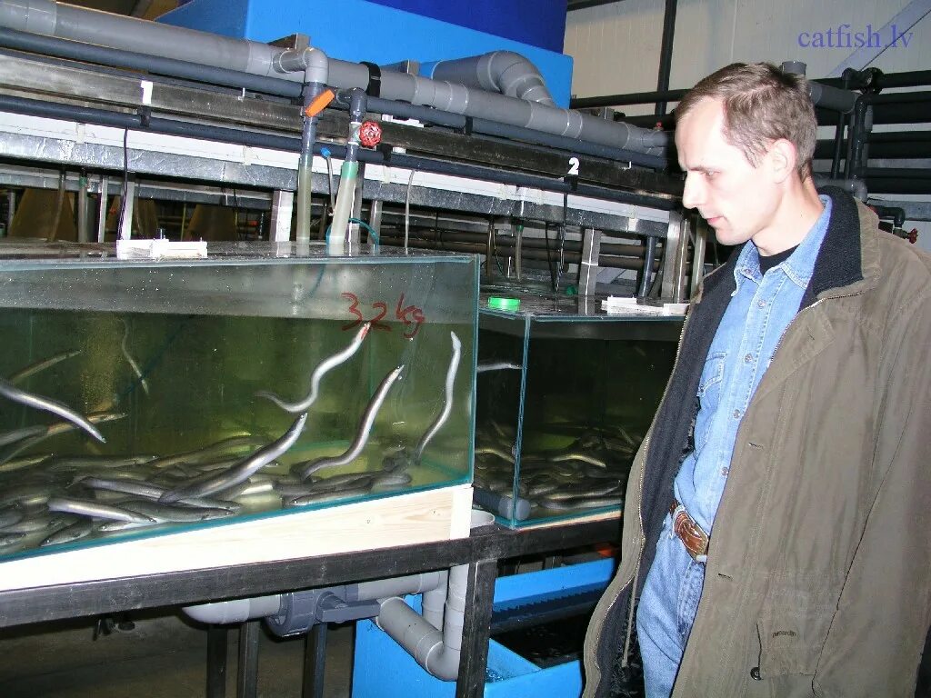 Аквариум для разведения рыбок. Аквариум для разведения гуппи. Разведение рыбы аквариумных. Разводня аквариумных рыб. Рыборазводня для аквариумных рыбок.