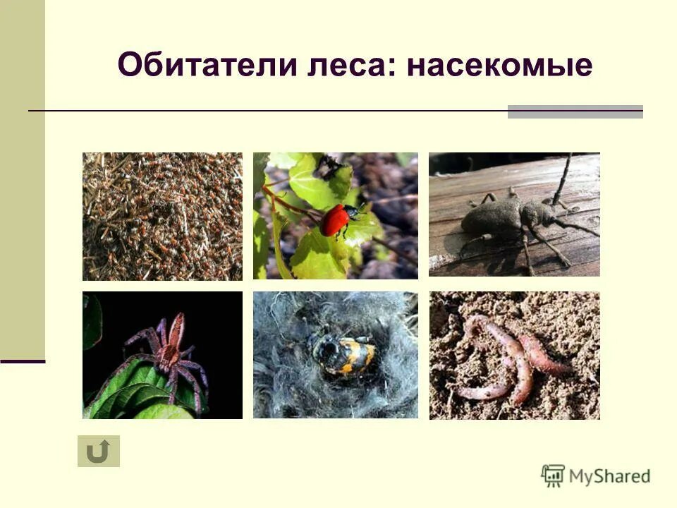 насекомые луга презентация. экосистема луга насекомые. названия животных луга. обитатели лугов. экосистема луга насекомые.