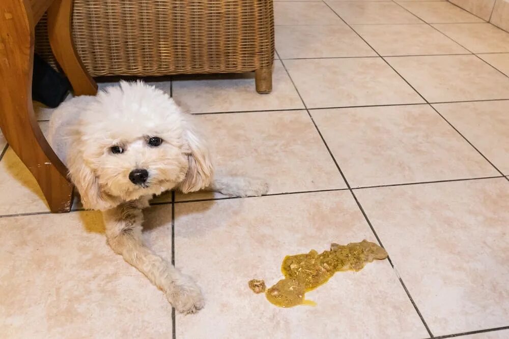Собака вырвало жидкостью. Собачья блевотина на полу.