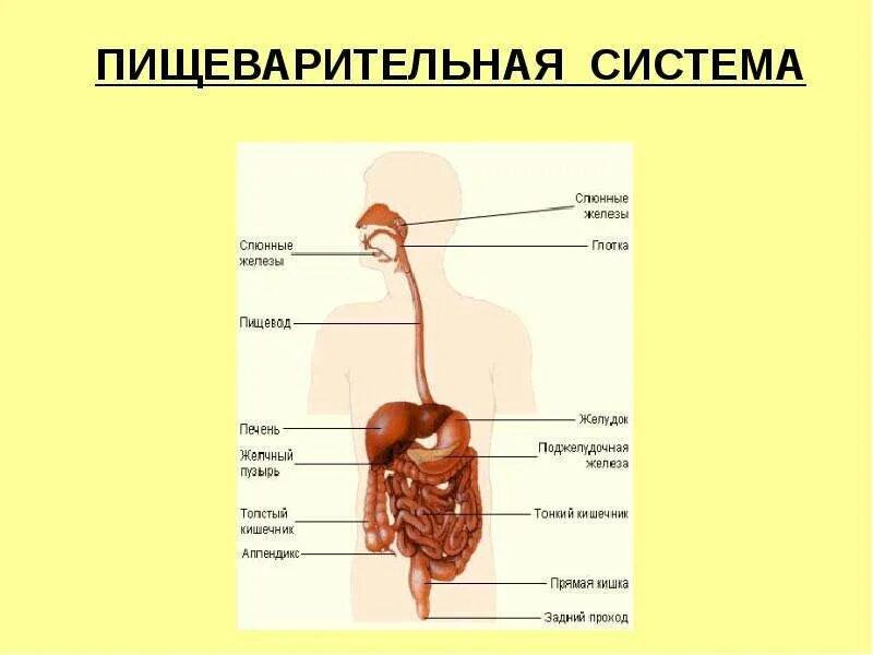 Строение пищеварительной системы человека. Пищеварительная система человека 4 класс окружающий мир. Пищеварит система человека окружающий мир 4 класс. План пищеварительной системы 4 класс окружающий мир. Как работает наш организм презентация 3 класс